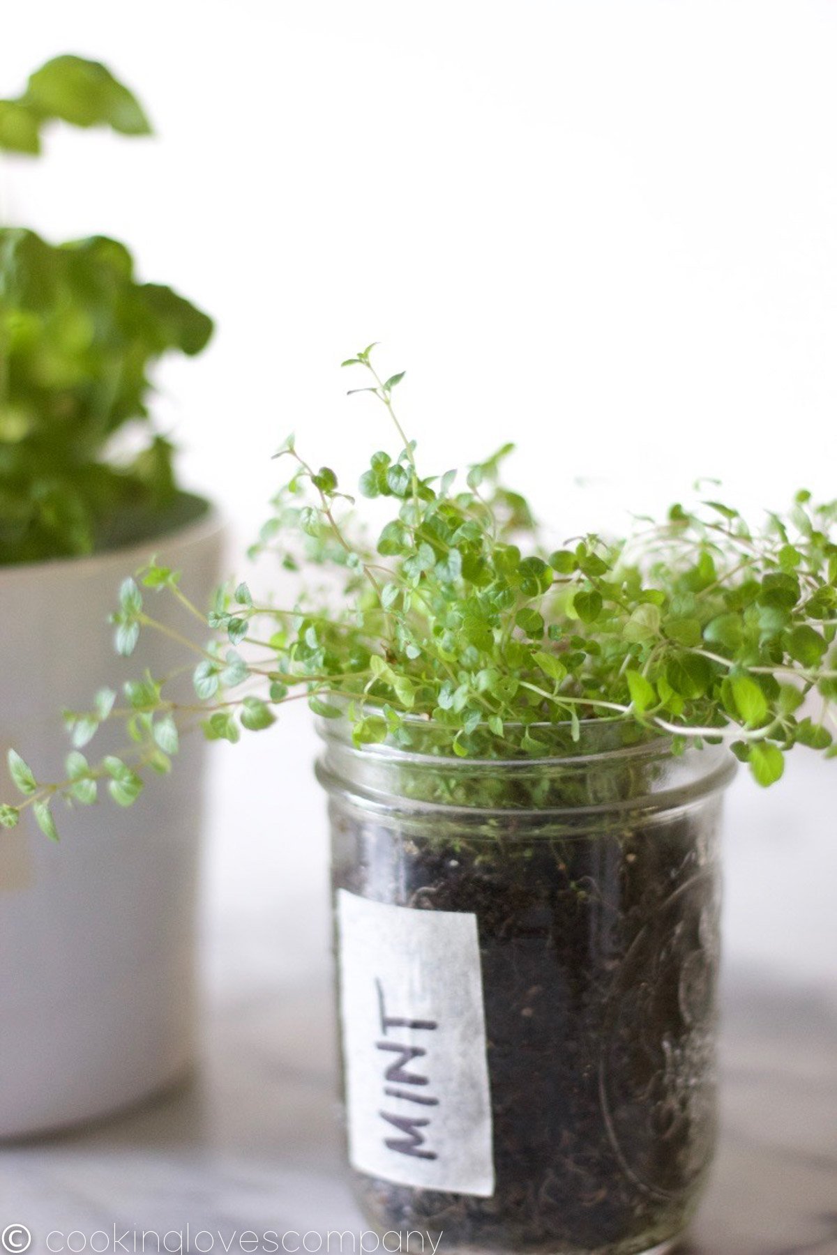 Sprigs of mint sprouting out of a mason jar